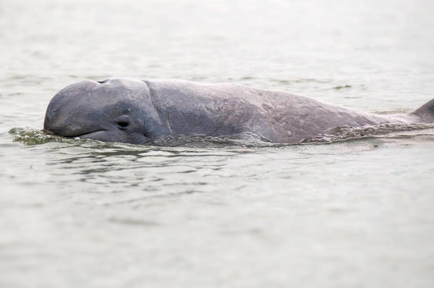 Irrawaddy Dolphin, Kratie, Cambodia